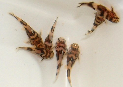 Synodontis polli  = 6 weeks