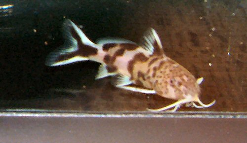 Synodontis polli  = 3 months