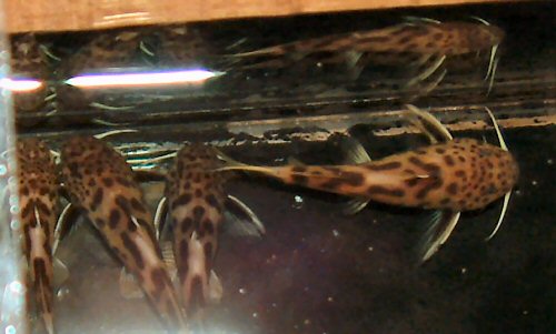 Synodontis polli = 3 months, dorsal view