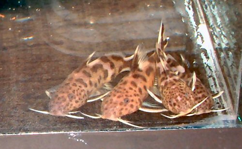 Synodontis polli  = 3 months