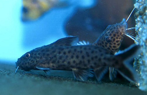 Synodontis polli 