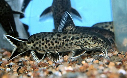 Synodontis polli 