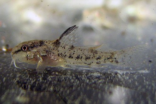 Scleromystax prionotos  = 1 month old