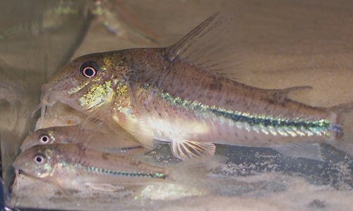 Scleromystax prionotos =  Adult with young