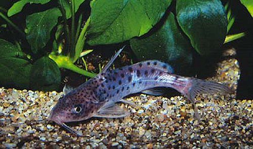 Synodontis pulcher