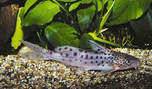 Synodontis pulcher