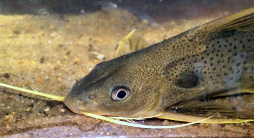 Synodontis punctifer = head view