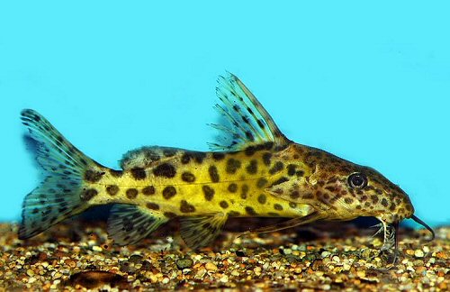 Synodontis rebeli 