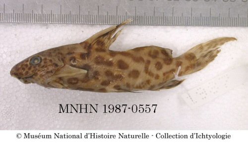 Synodontis rebeli