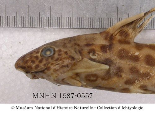 Synodontis rebeli  = head view