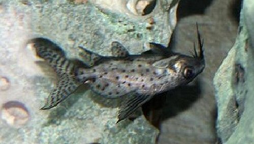 Synodontis resupinatus = juvenile