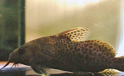 Synodontis robbianaus