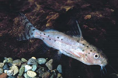 Synodontis robbianus = juvenile