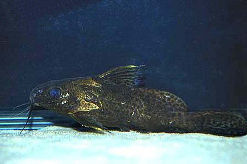 Synodontis robbianaus