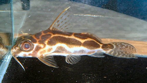 Synodontis robertsi 