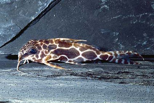 Synodontis robertsi