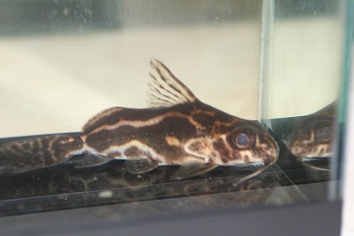 Synodontis robertsi 