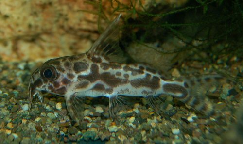 Synodontis robertsi = 30th June 2016 