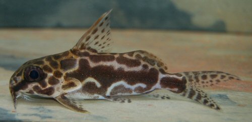 Synodontis robertsi = 11th Dec. 2016-7cm SL