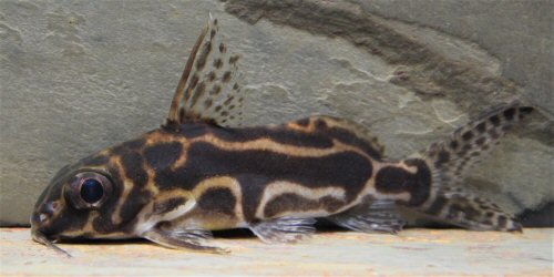 Synodontis robertsi = 11th Jan. 2021-8cm SL