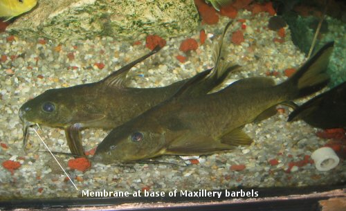 Synodontis rufigiensis = showing the membrane at the base of the maxillary barbels