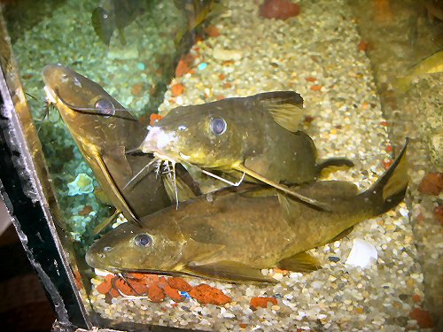 Synodontis rufigiensis 