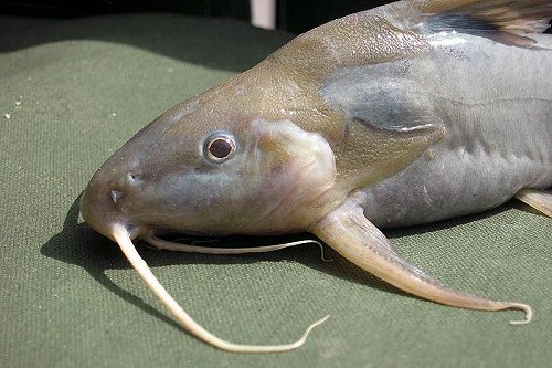 Synodontis rukwaensis = head view