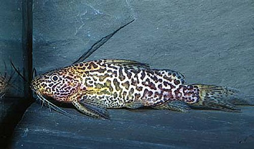 Synodontis schoutedeni 