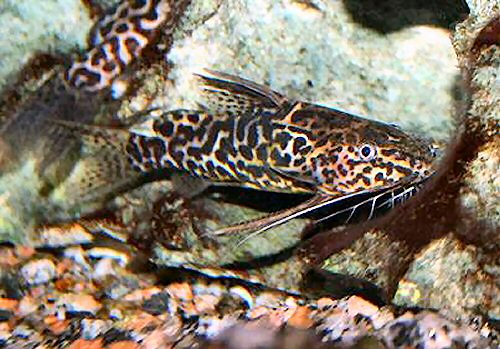 Synodontis schoutedeni 