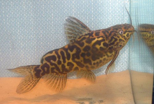 Synodontis schoutedeni 