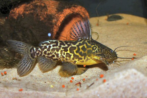 Synodontis schoutedeni 