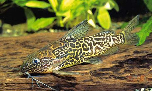 Synodontis schoutedeni