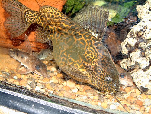 Synodontis schoutedeni 