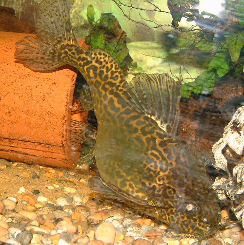 Synodontis schoutedeni