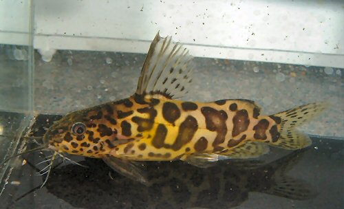 Synodontis schoutedeni 