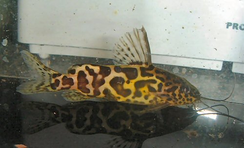 Synodontis schoutedeni 