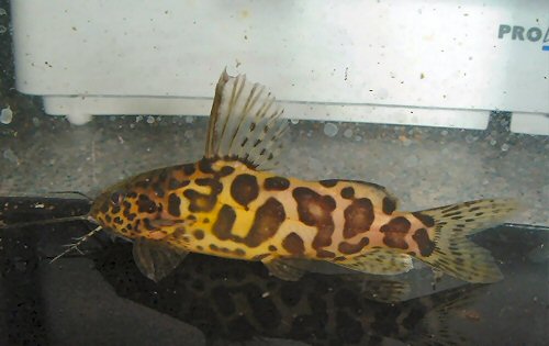 Synodontis schoutedeni 