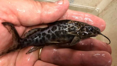 Synodontis serpentis = Tana River