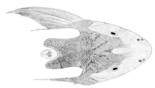 Synodontis serratus - dorsal head view