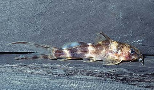 Synodontis smiti 