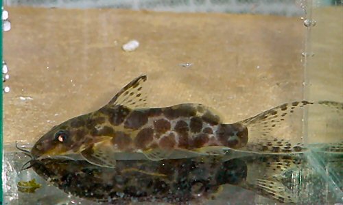 Synodontis soloni 