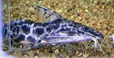 Synodontis soloni 