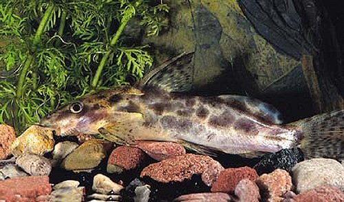 Synodontis soloni