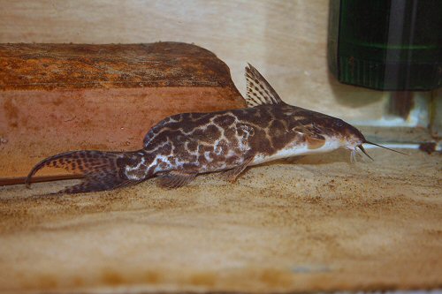 Synodontis soloni 