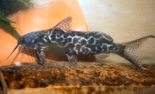 Synodontis soloni