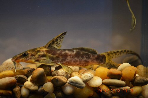 Synodontis soloni