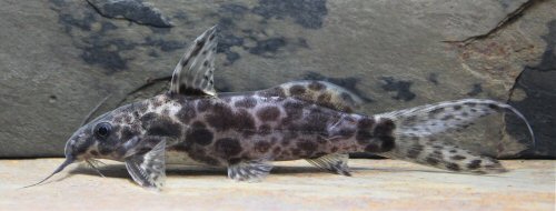 Synodontis soloni