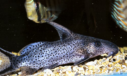 Synodontis sorex 