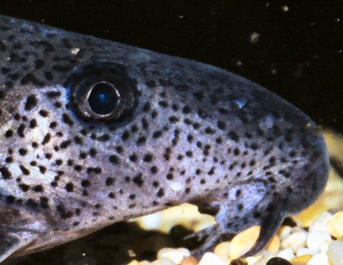 Synodontis sorex = Head view