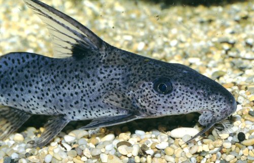 Synodontis sorex  = head & shoulders